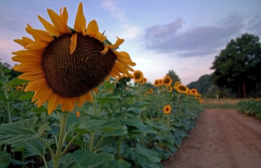 Семена подсолнечника Пионер