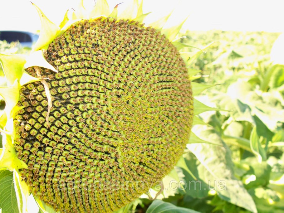 Сорт Мегасан подсолнечника