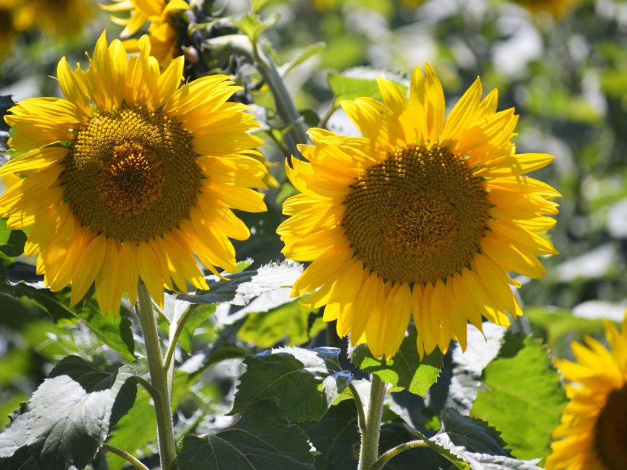 Семена подсолнечника Генезис