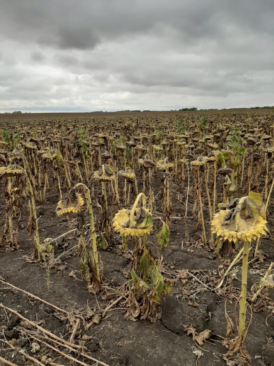 Гибрид Тунка лг50450