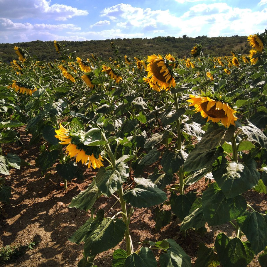 Семена подсолнечника ЛГ Тунка
