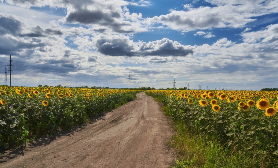 Семена подсолнечника Гавана