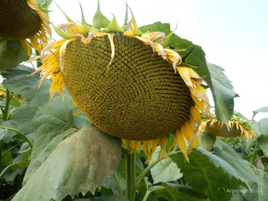 Sunflower семена подсолнечника