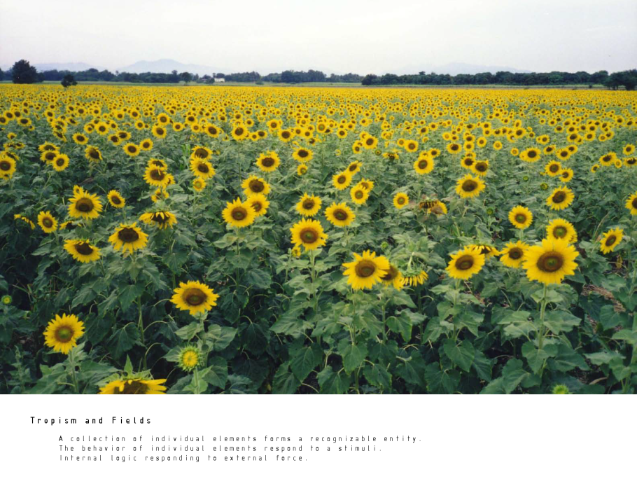 Подсолнуховое поле Саратовская область