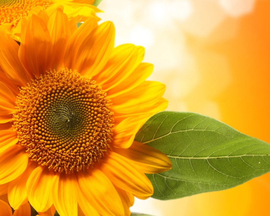 Гибрид подсолнечника Лимагрейн 5580