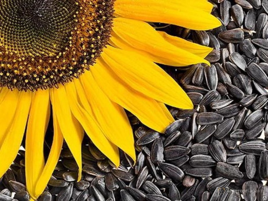 Сорт подсолнечника Ладушки