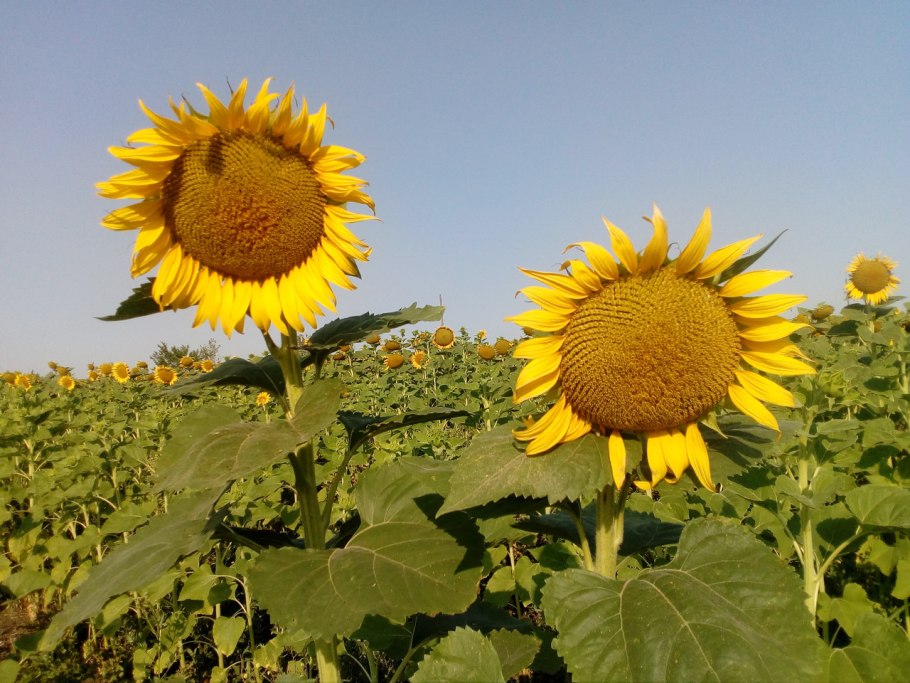 Красивые Подсолнухи