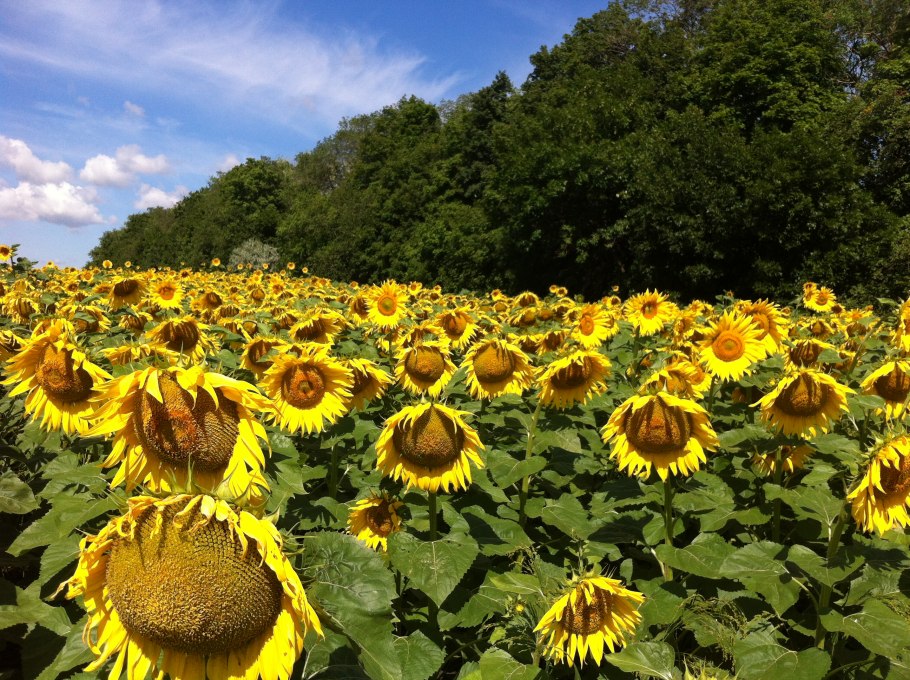 LG 50635 подсолнечник