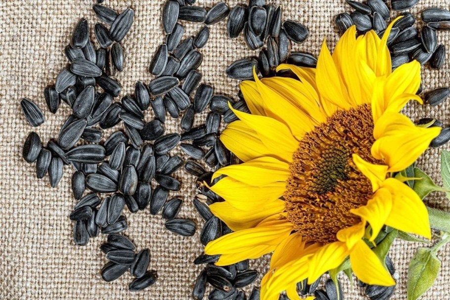 Гибрид подсолнечника Пионер