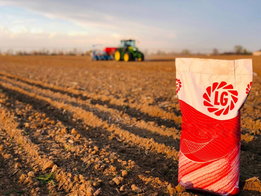 Гибриды подсолнечника Лима грей