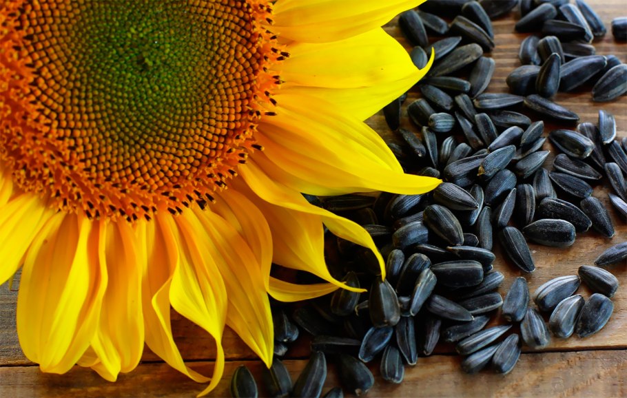 Areas confectionary Sunflower in the World