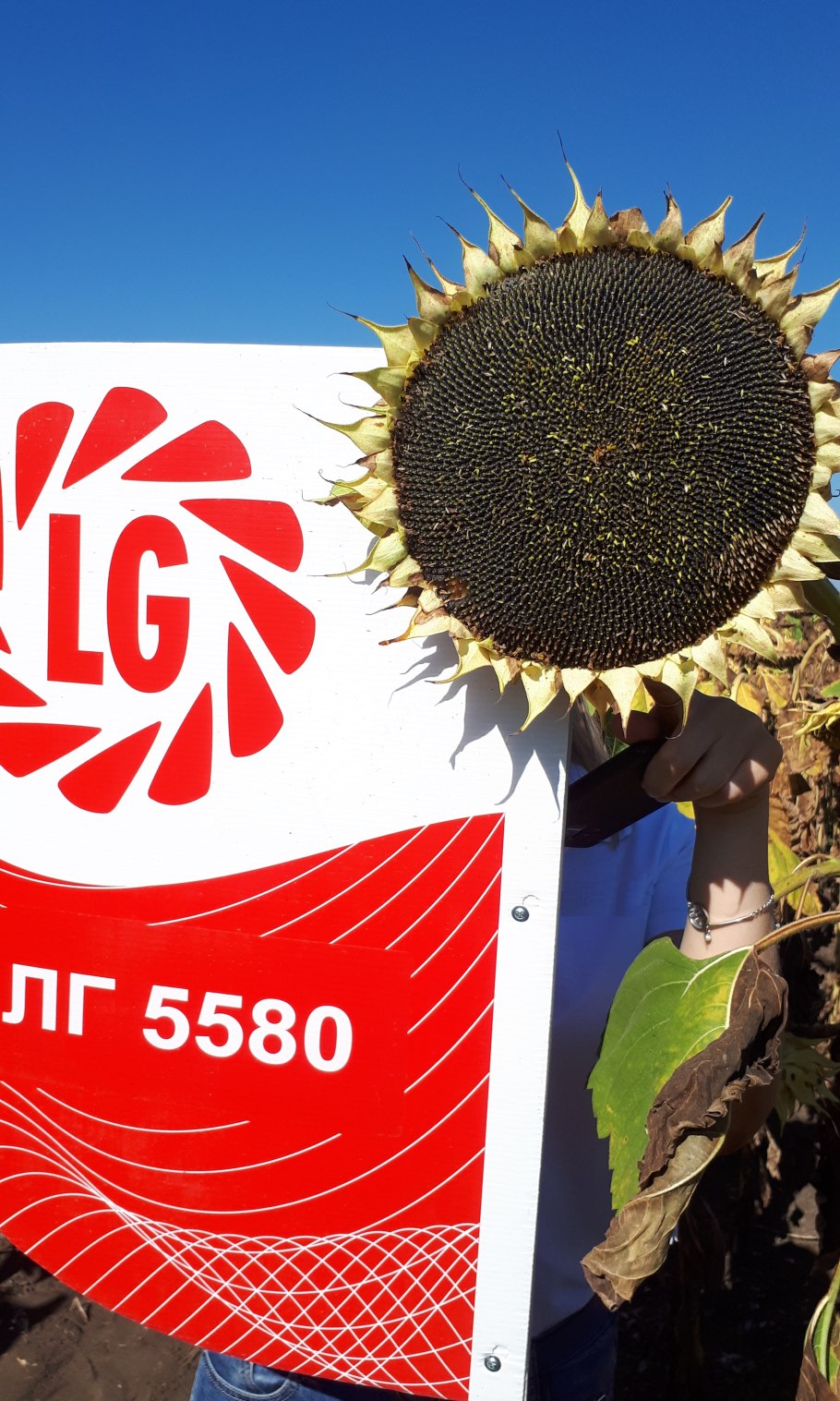 Фото большие Подсолнухи и Божья коровка