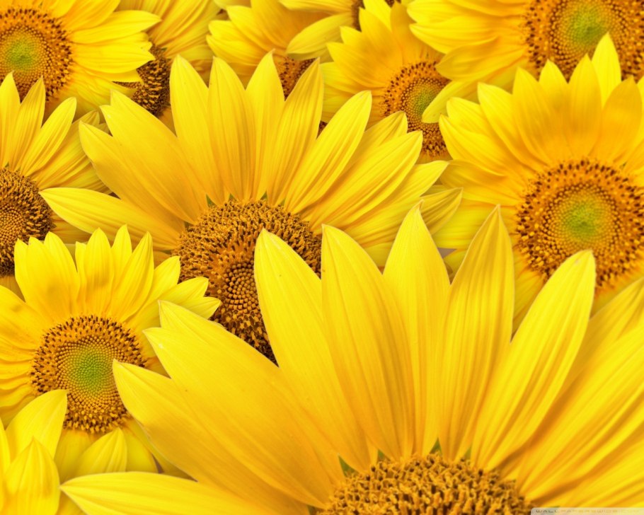 Гибрид подсолнечника Эдванс