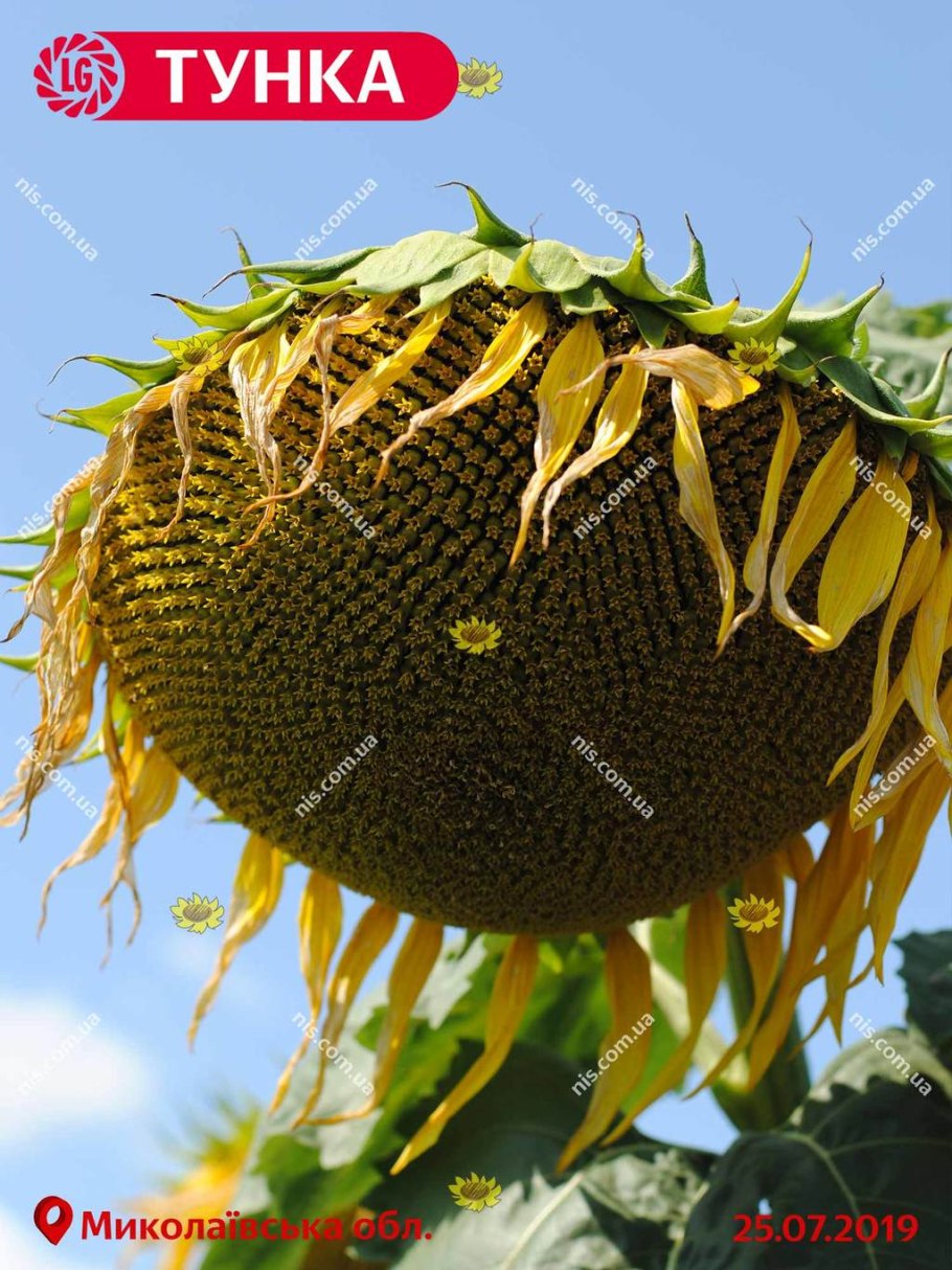 Семена подсолнечника Тумга