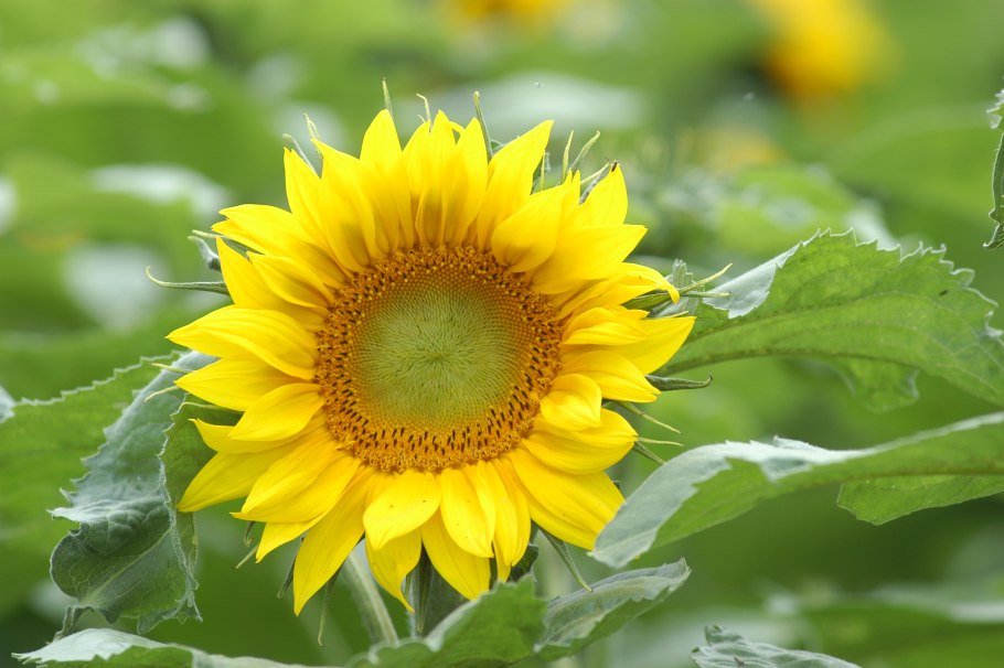 Масличные технические культуры