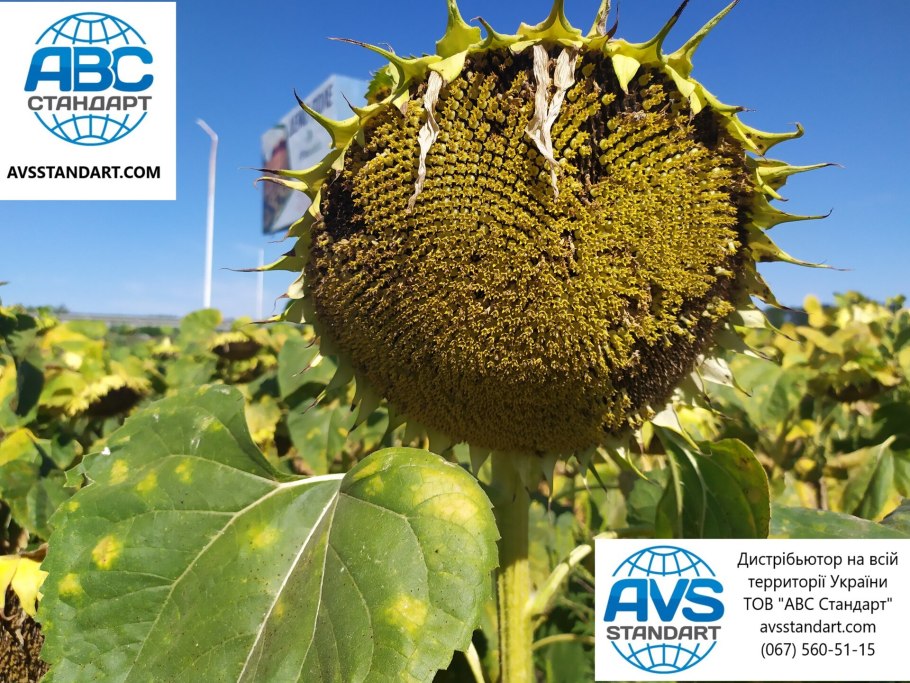 Белла ЕС подсолнечник