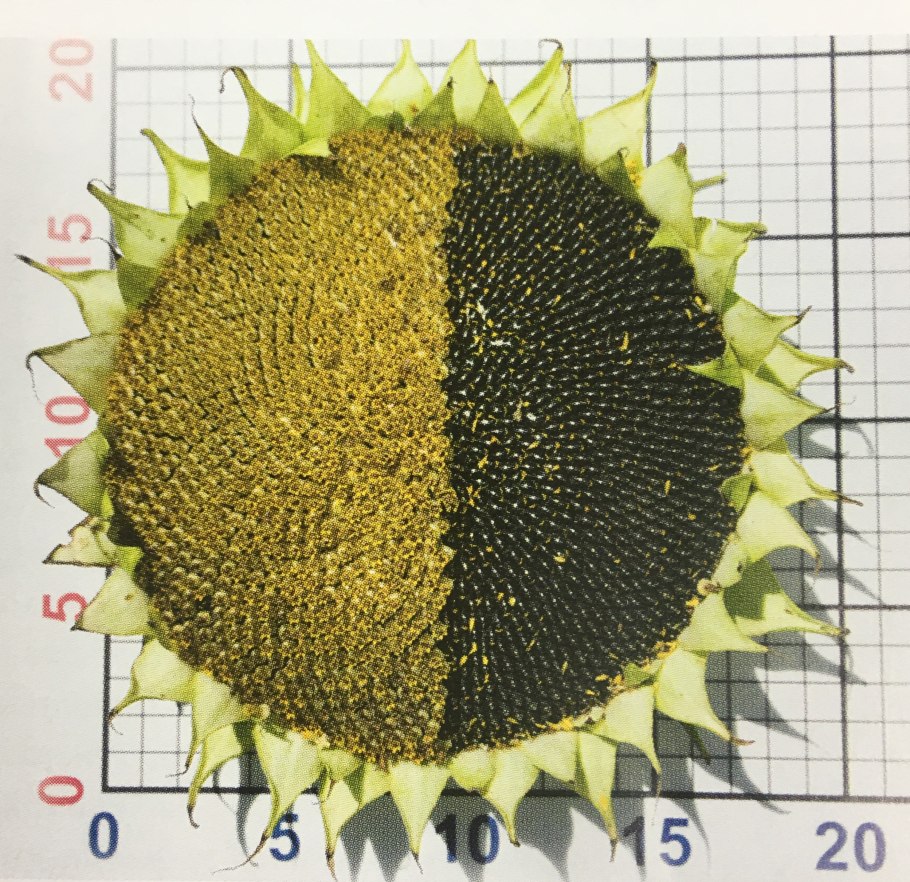 Урожай подсолнуха