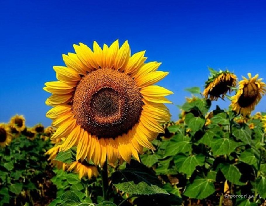 Сорт подсолнечника Неома