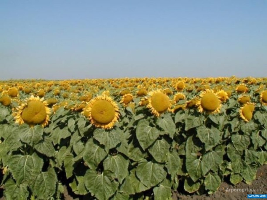 Гибридные семена подсолнечника протравка