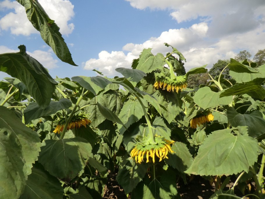 Обои на рабочий стол Подсолнухи