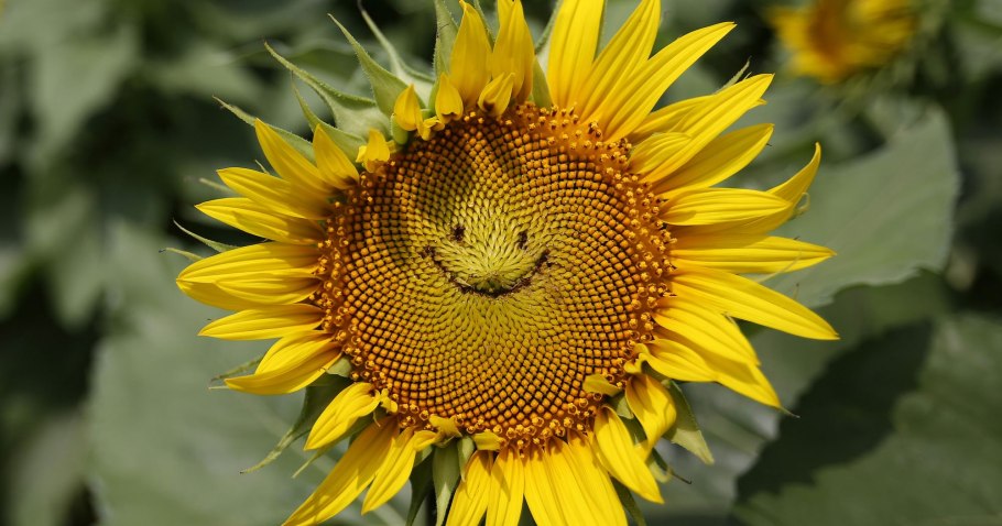 Цветок подсолнуха золотой