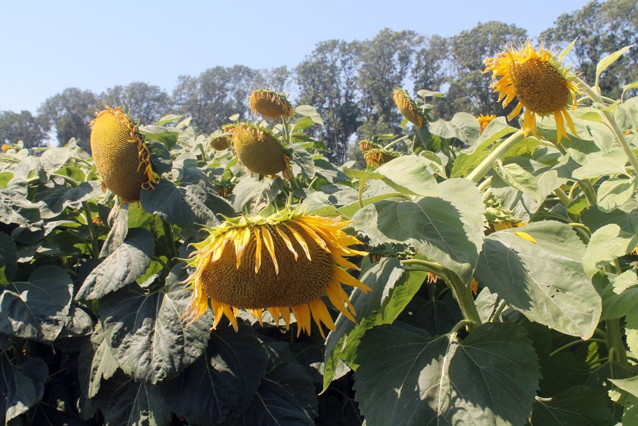 Семена подсолнечника Вокин