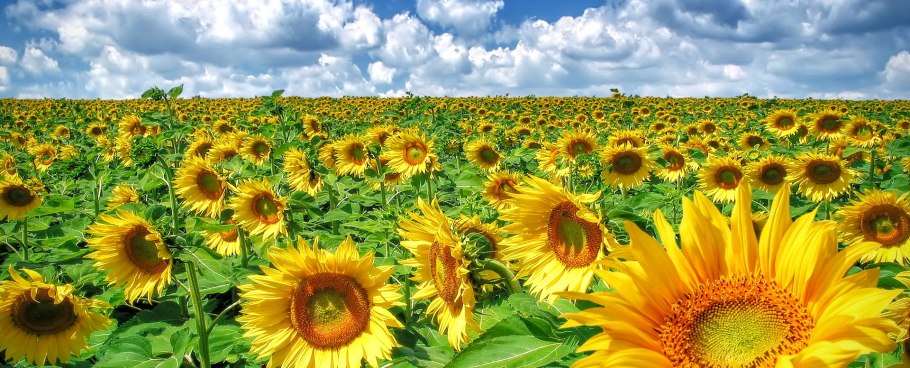 Helianthus annuus anatimiçhski