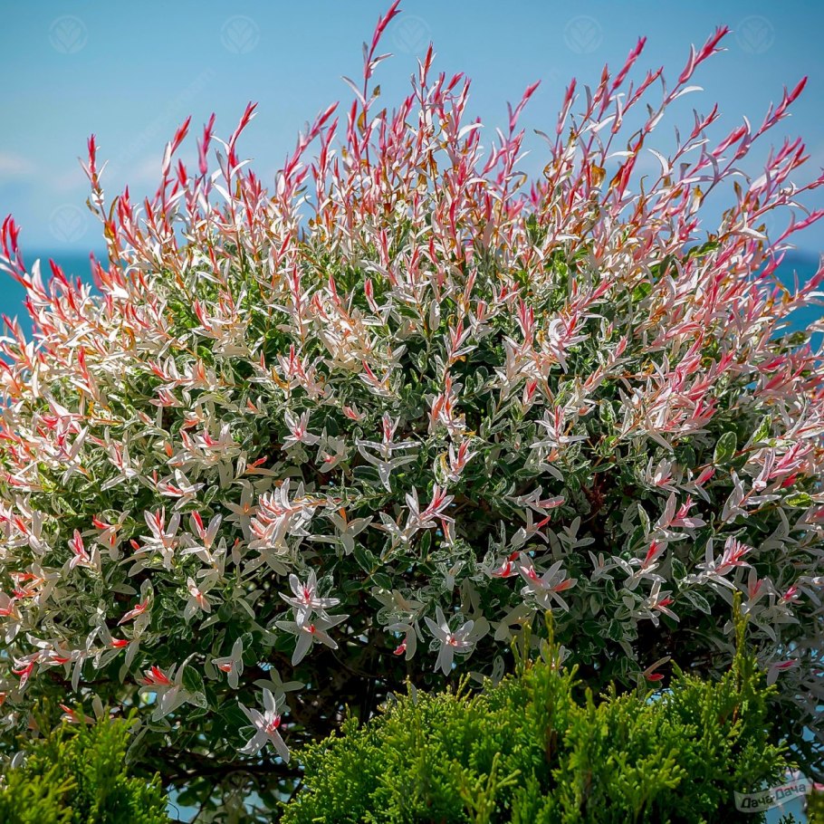 Ива цельнолистная (Salix Integra Hakuro Nishiki)