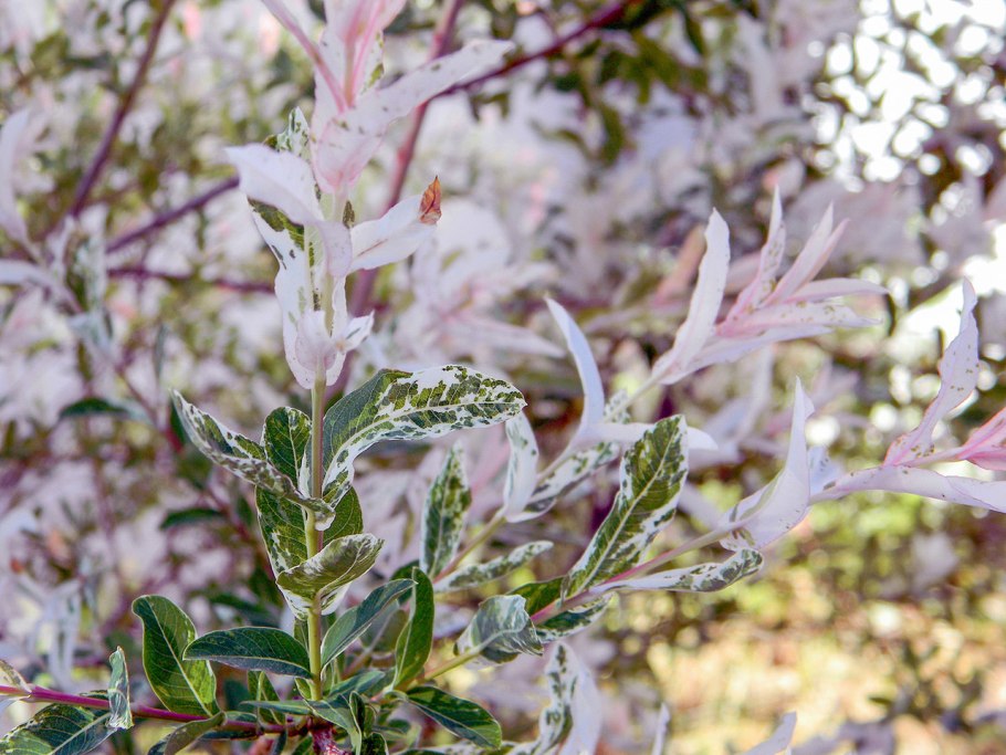 Ива цельнолистная Hakuro Nishiki