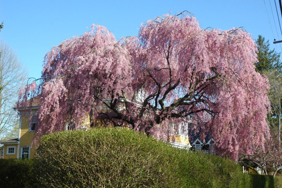 Ива японская плакучая розовая