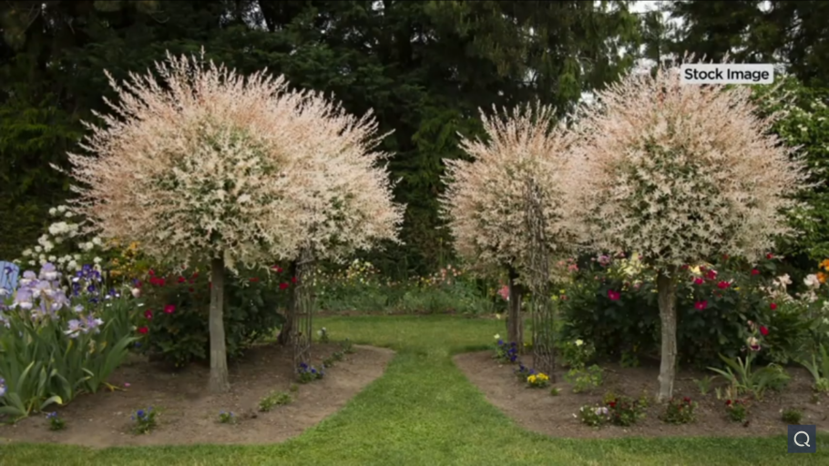 Ива белая плакучая