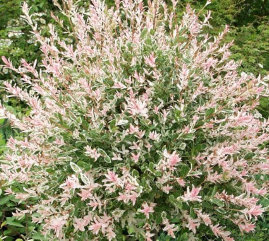 Ива хакуро нишике