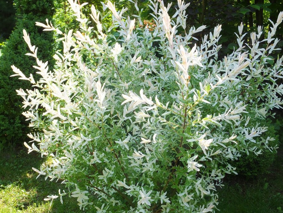 Ива Хакуро нишики