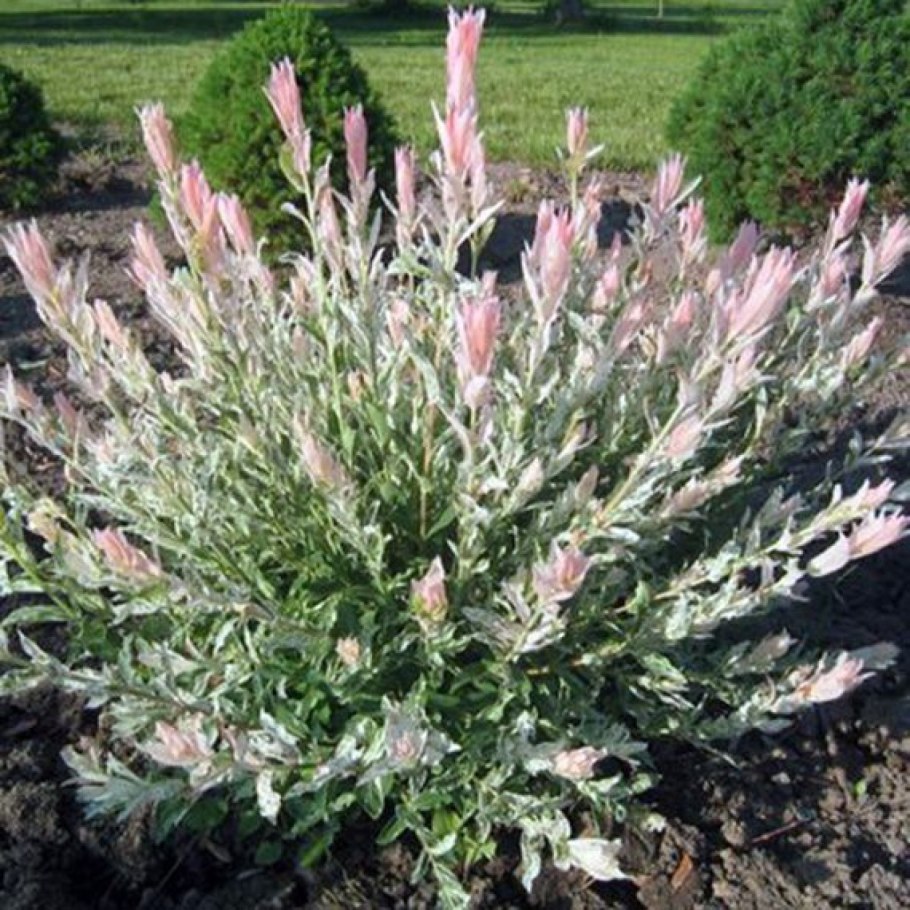 Ива Хакуро нишики кустовая