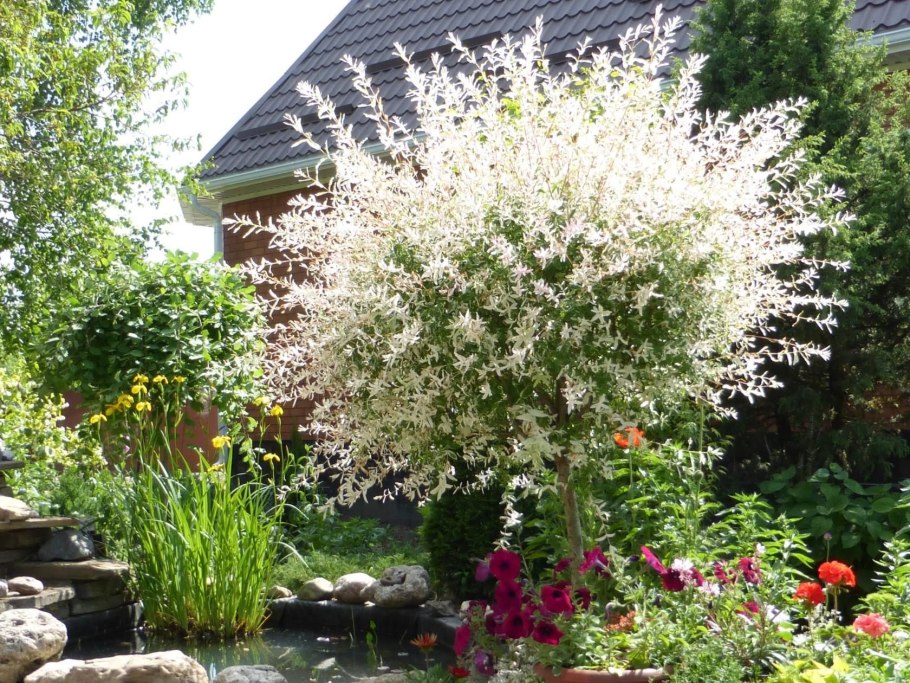 Кустарник Ива пепельная