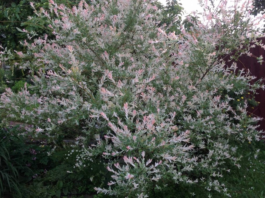 Ива цельнолистная Хакуро