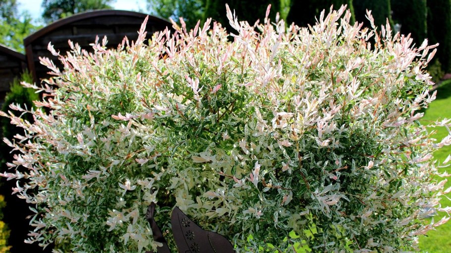 Salix integra hakuro nishiki