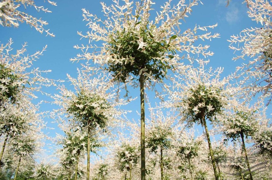 Ива шаровидная Хакуро нишики