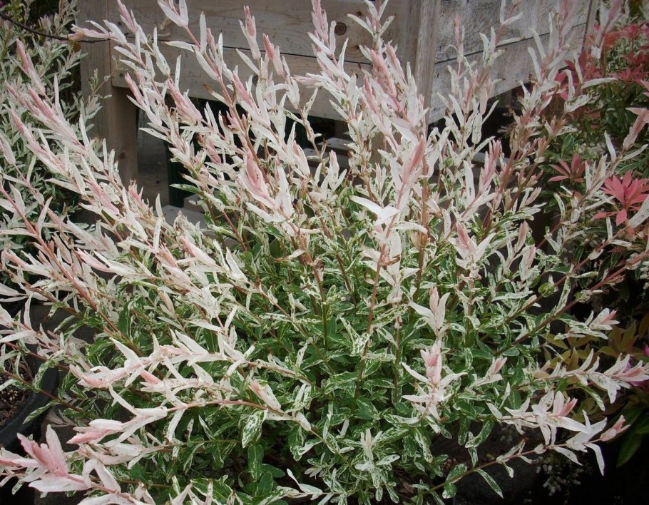 Ива Козья Пендула