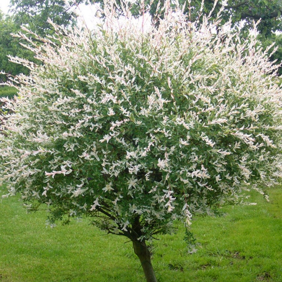 Ива Хакуро нишики