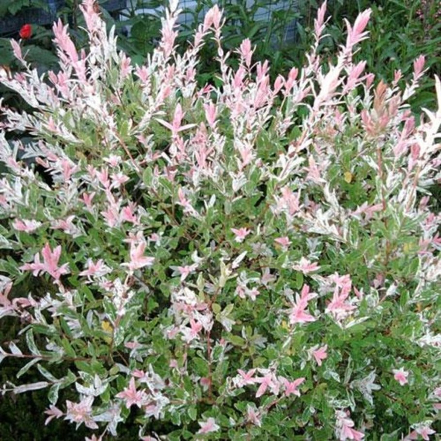 Ива Хакуро нишики