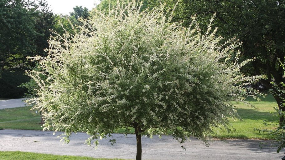 Ива розовая Хакуро нишики