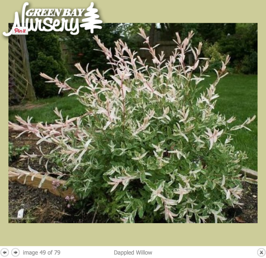 Хакуро нишики ива