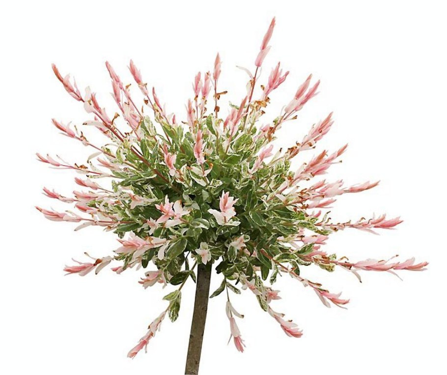 Ива Пендула