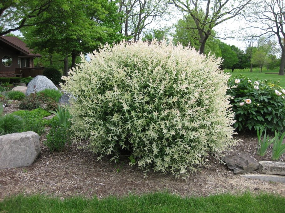 Японская Ива на штамбе