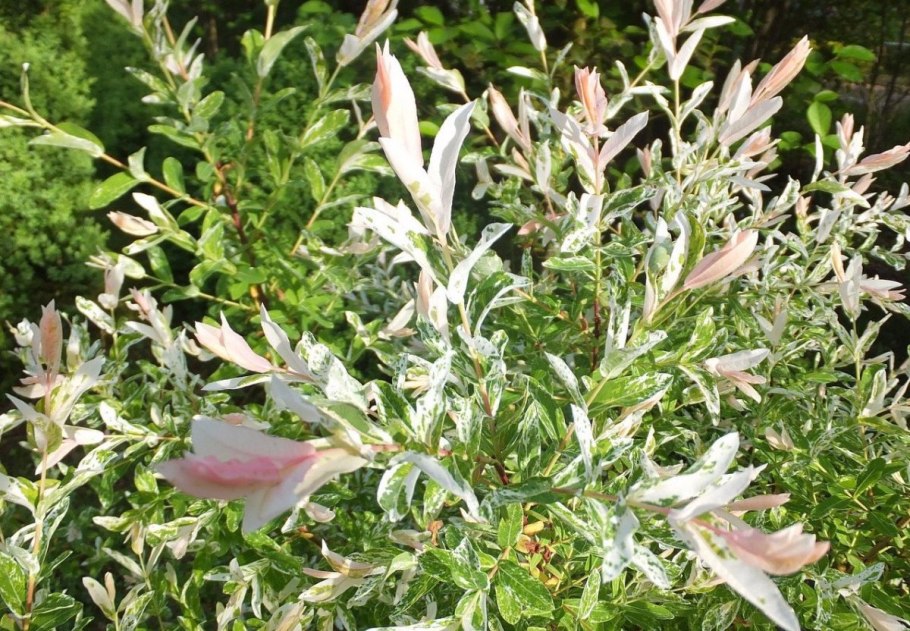 Ива Хакуро нишики