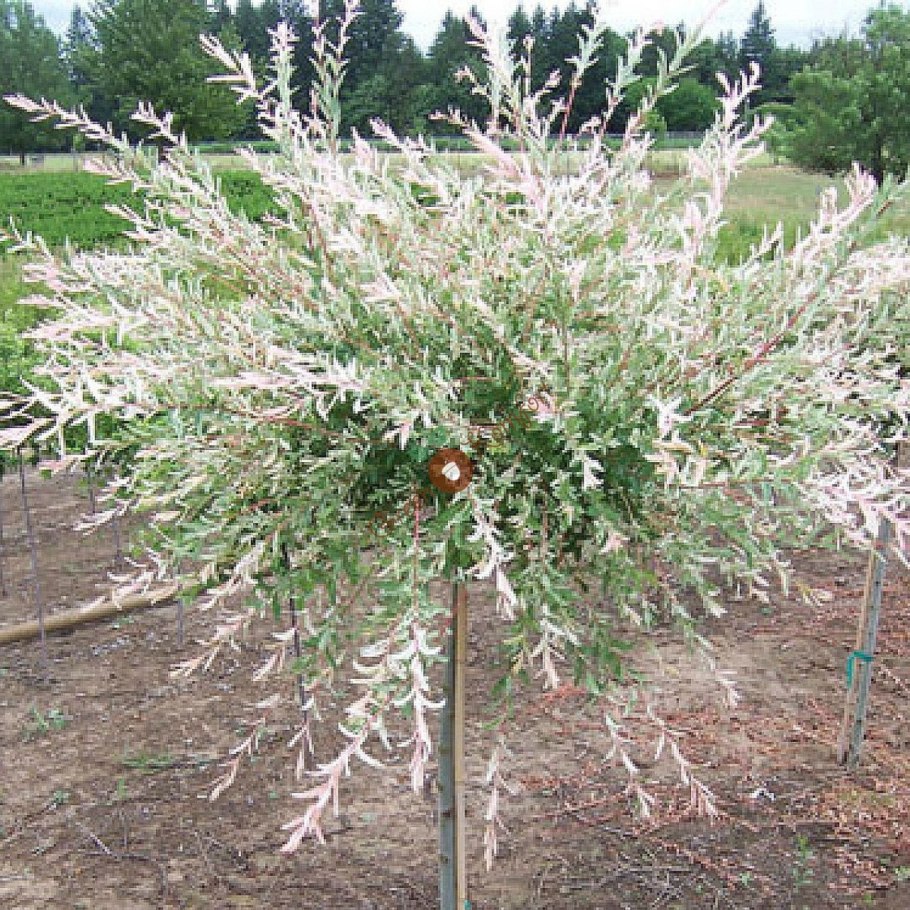 Ива Хакуро нишики