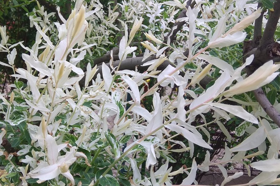 Ива цельнолистная Хакуро-нишики