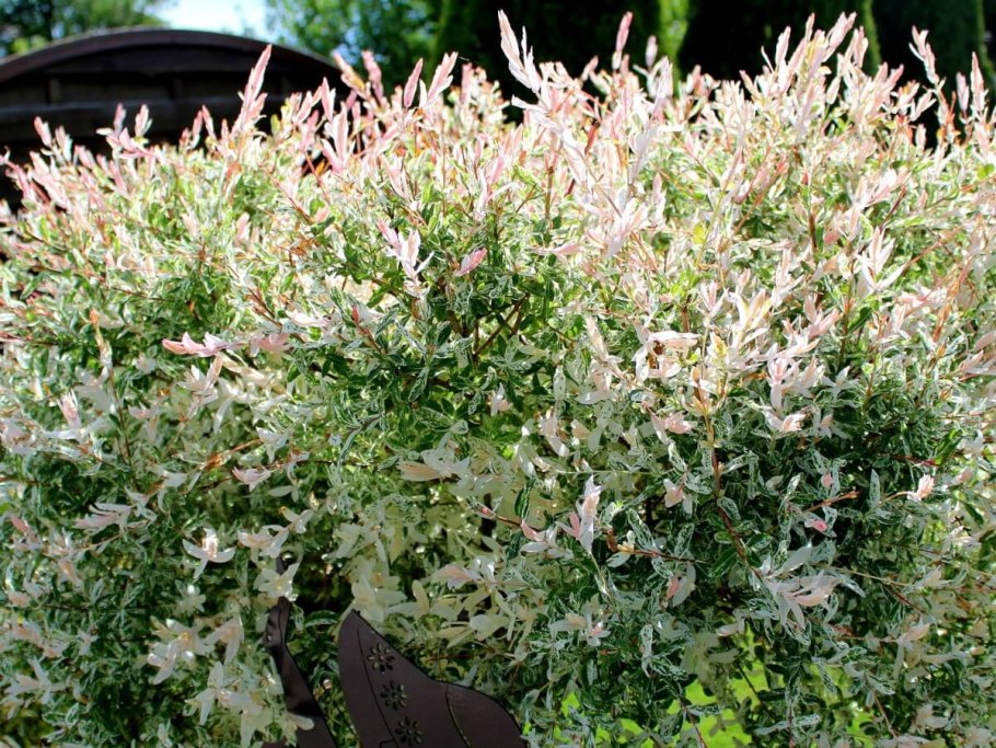 Ива Свердловская плакучая