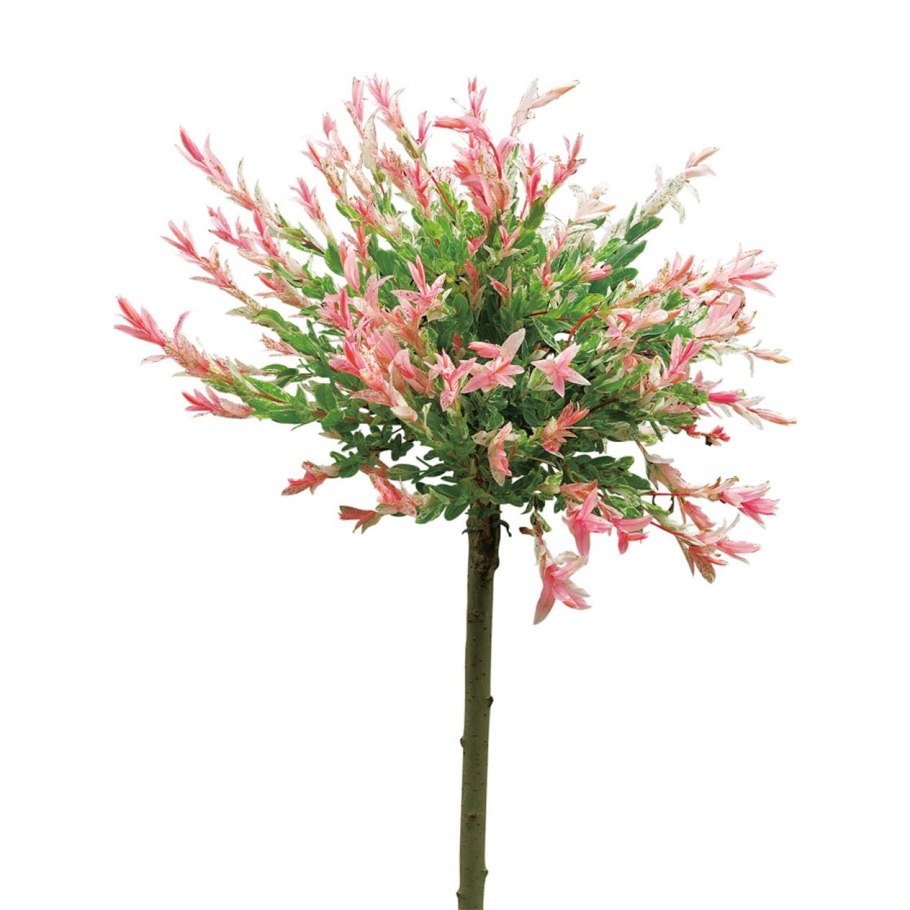 Ива цельнолистная Хакуро-нишики